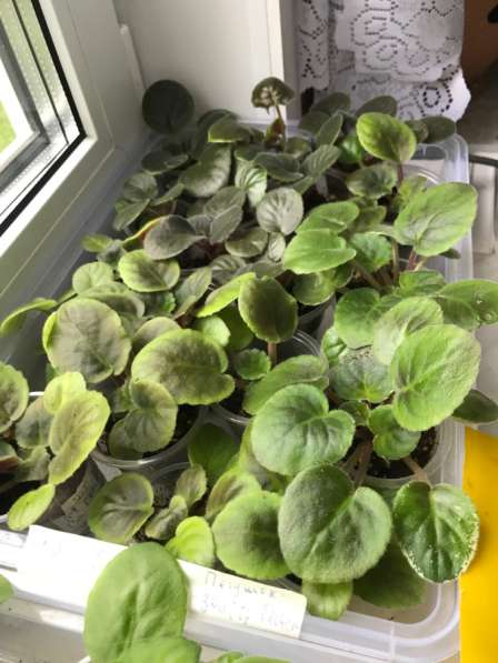 Фиалки сортовые в Москве фото 3