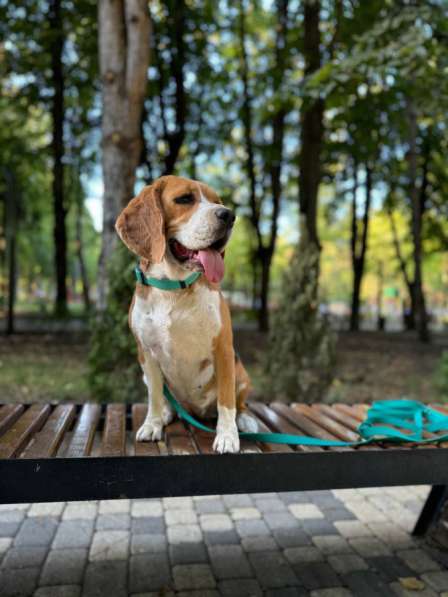 Бигль в добрые руки в Краснодаре