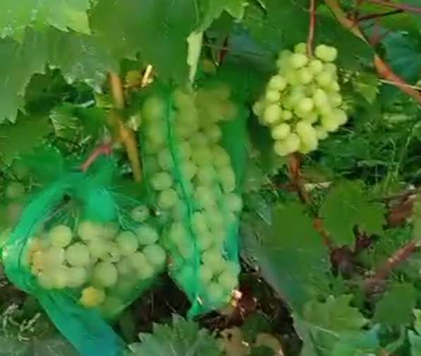 Саженцы винограда Южного Подмосковья в Чехове фото 25