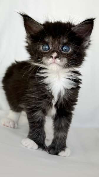 Maine Coon kittens