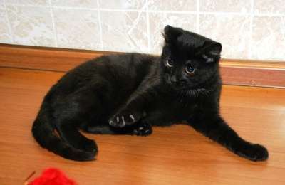 Отдам даром Рокки, роскошный черный котик-подросток в Москве фото 3