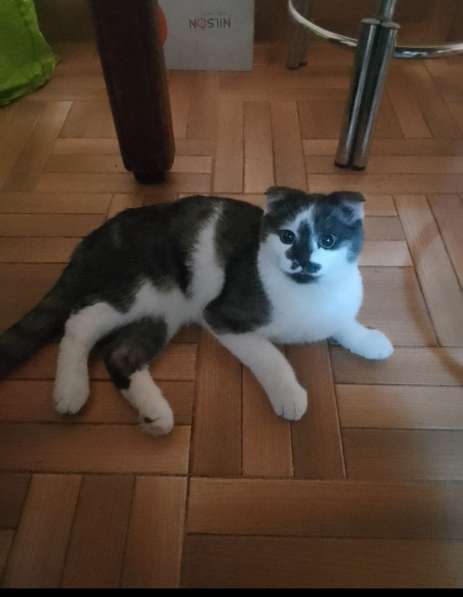 Котик в добрые руки
