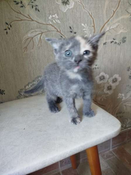 Котенок в добрые руки в Подольске фото 3