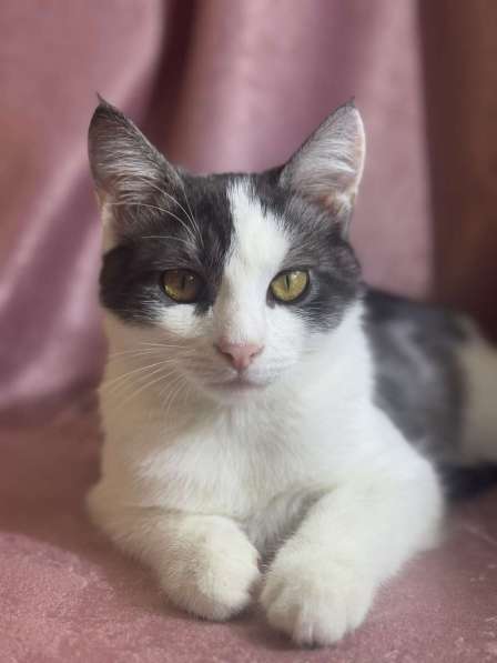Замечательный котенок Лунтик ищет дом! в Москве фото 8