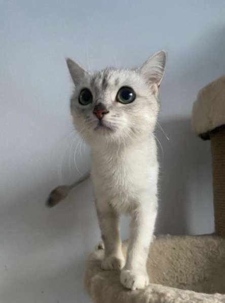 Котенок британской серебристой шиншиллы Ламия в дар