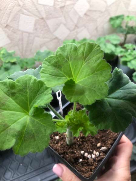 Сортовая пеларгония в Брянске фото 3