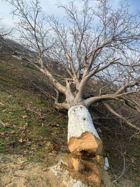 Спил деревьев в Черкесске