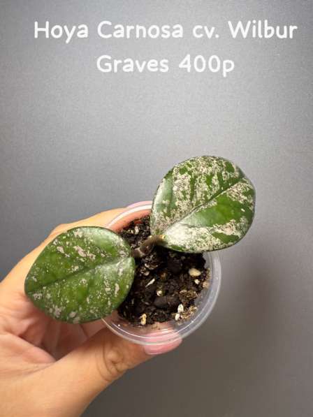 Хойи укорененные в Москве фото 9