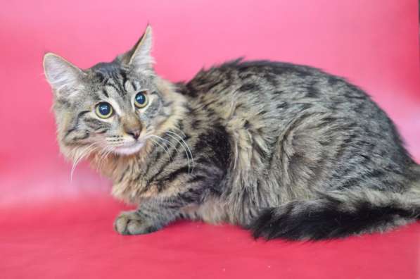 Очаровашка Лёвушка в поиске дома в Москве