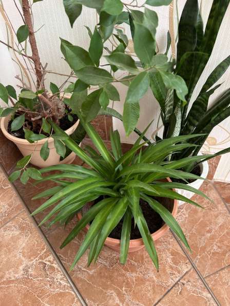 Хлорофитум в Анапе