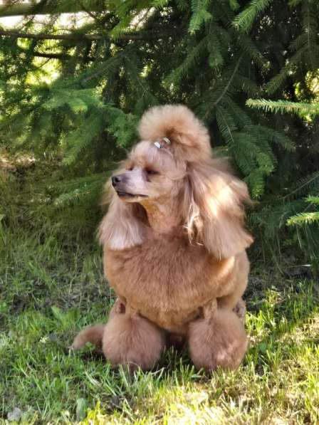 Той пудель в Москве