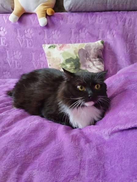 Пушистая красивая кошка ищет дом