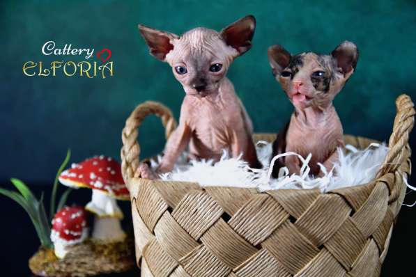 Котята Sphynx, Elf, DWELF в фото 7