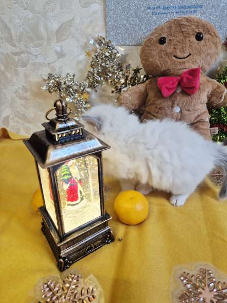 Милейшая Девочка Рэгдолл в Москве фото 5