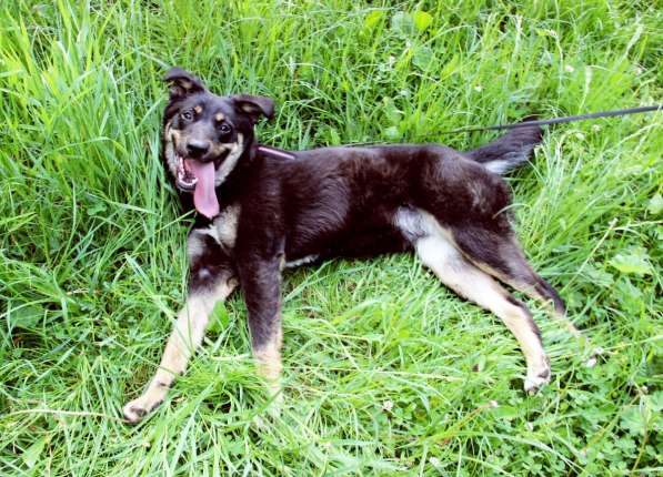 Собака в добрые руки в Подольске