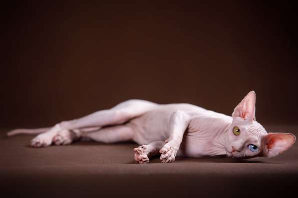 Питомник Эльфов, бамбино, Двэльфов, сфинксов в Находке фото 9