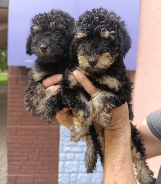 Toy poodle. Phantom boys в фото 4