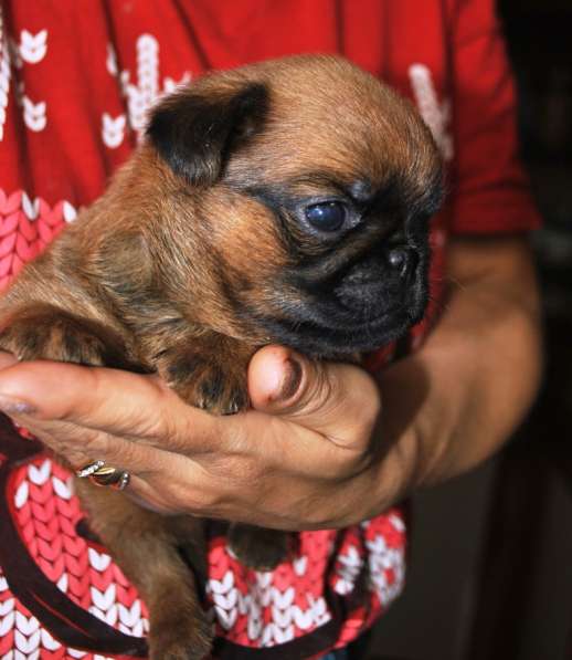 Малый брабансон рыжий мальчик в Москве фото 4