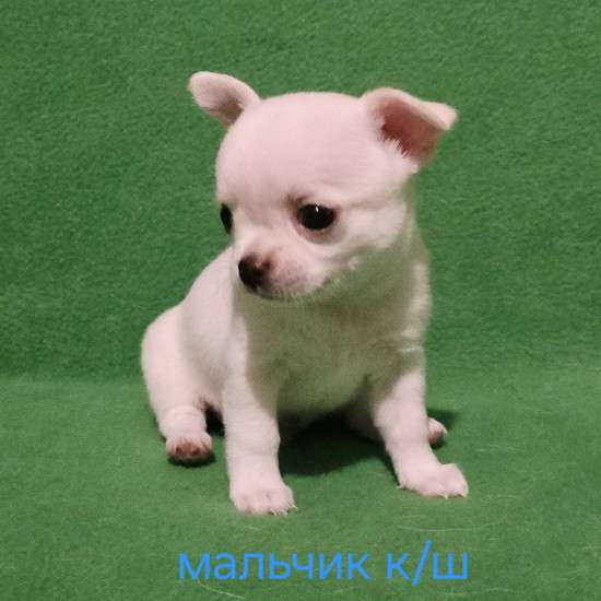 Великолепный мальчик чихуахуа в Москве фото 4