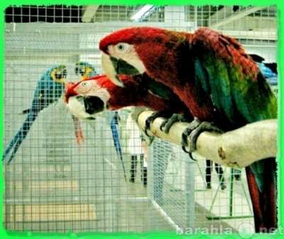 Чудные - Элитные попугаи из Питомника. Москва