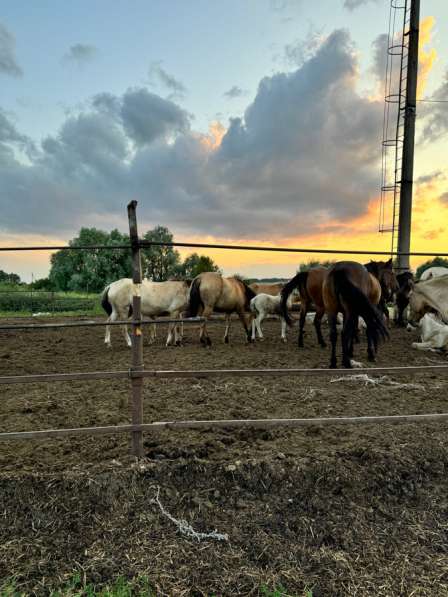 Табун лошадей Башкирской породы в Нефтекамске