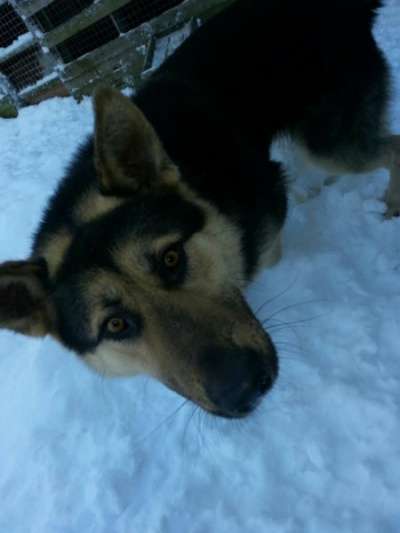 Отдам даром Прекрасный пес ищет дом в Санкт-Петербурге фото 6