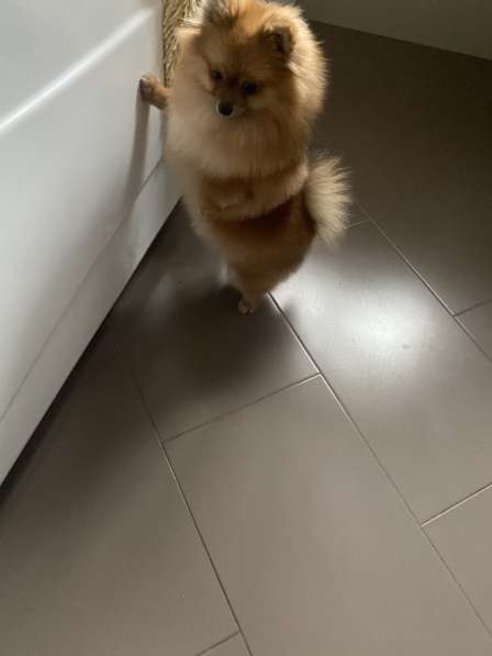 Стрижка собак