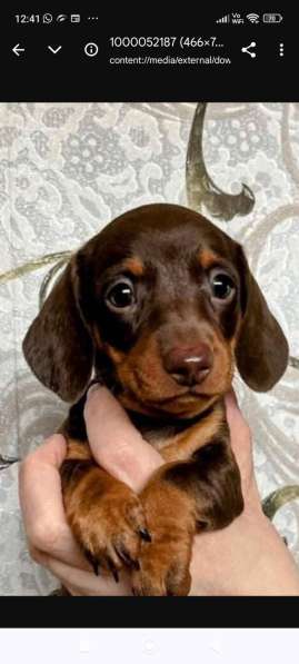 Кроличья такса девочка в Москве