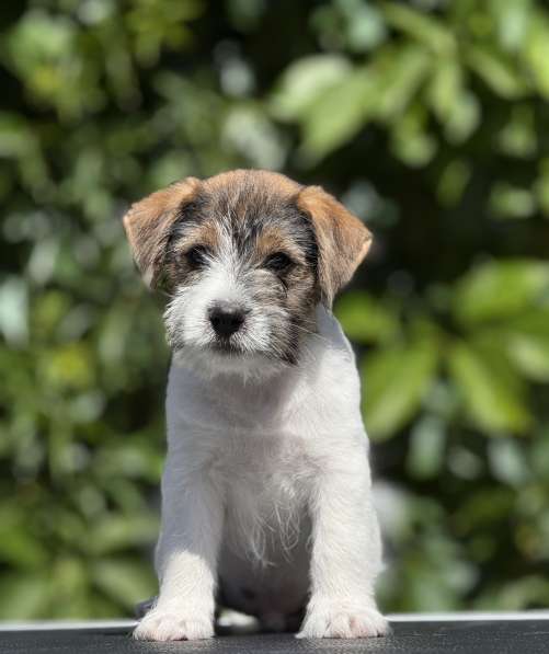 Кобель Джек Рассел терьера