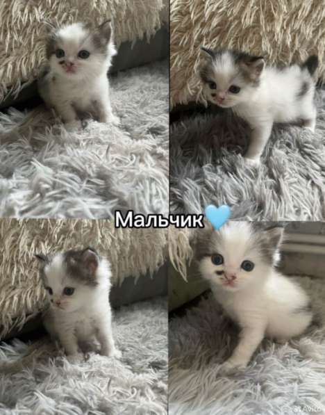 Котята