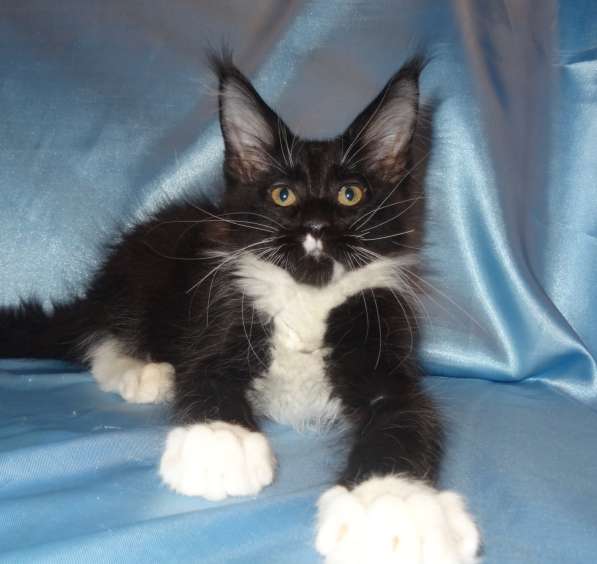 Лексус котик мейн кун в Москве фото 13