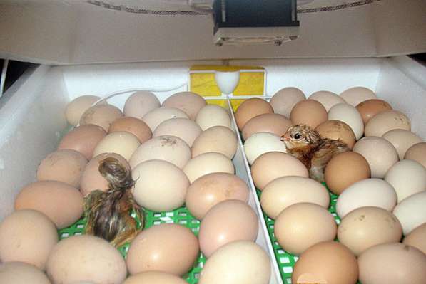 Цыплята, яйца инкубационные