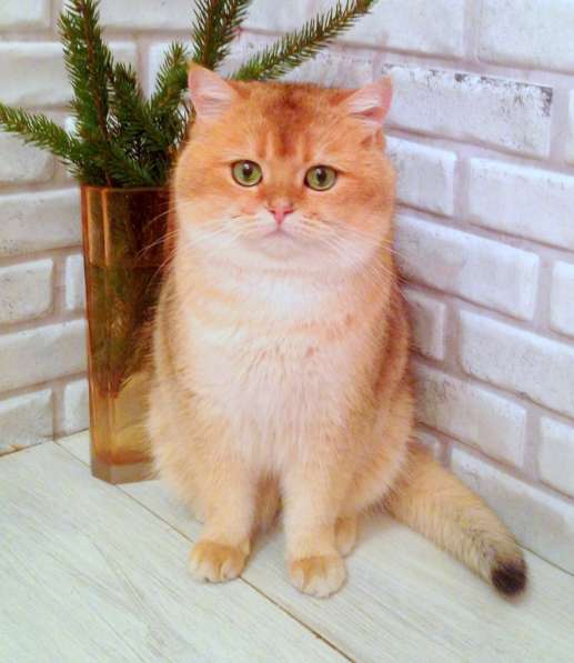 Британский кот на вязку. Шикарный. Золотая шиншилла в Москве