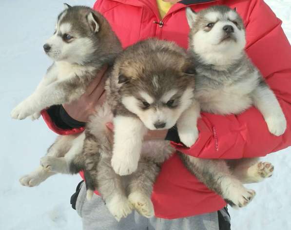 Сибирская хаски щенки