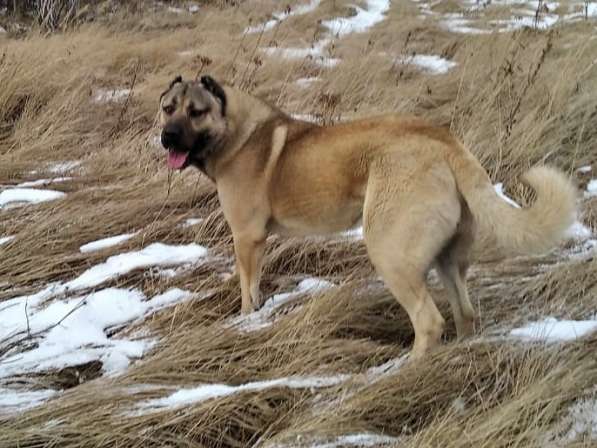 Щенки Кангальской овчарки в Москве фото 18