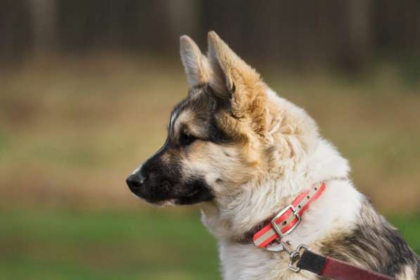 Щенок Ося ищет доброго хозяина! в Москве фото 5