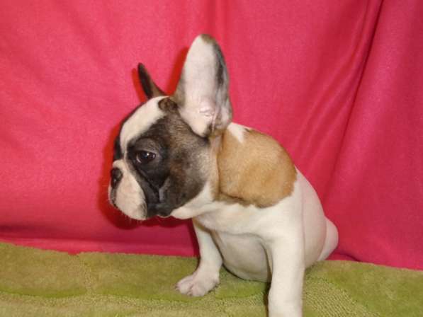 Французский бульдог высокопородные щенки в Люберцы фото 19