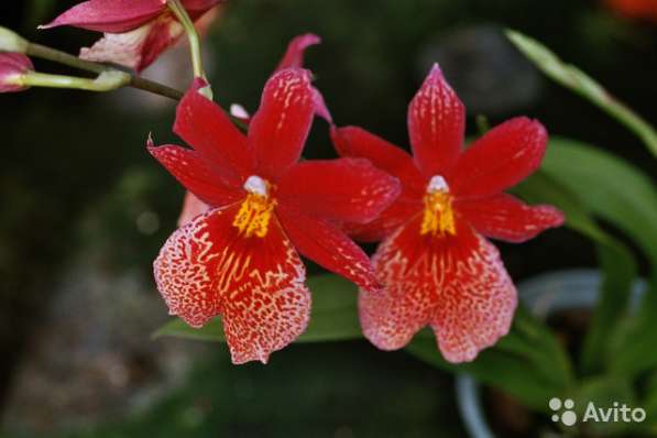 Орхидея Burrageara (Буррагеара)