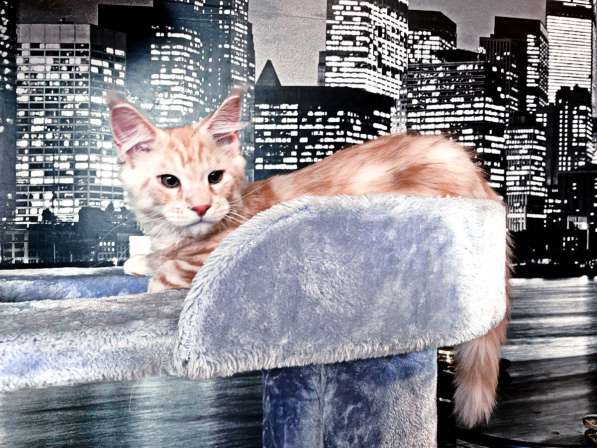 Котята мейн-кун в Туле фото 8