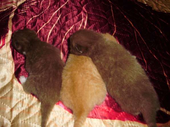 Британский котенок в Краснодаре фото 17