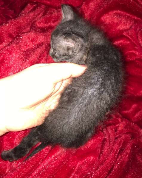 Кудрявые эльфы, каракулевые, элитные котята Девон-Рекс в Санкт-Петербурге фото 24