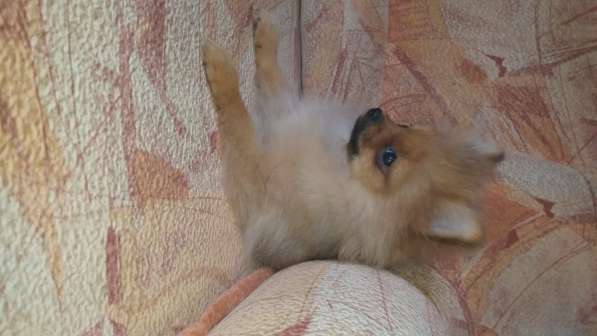 Померанский шпиц - медвежий тип в фото 13