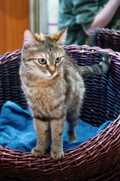Полосатая кошечка Карамелька в добрые руки в Москве фото 12