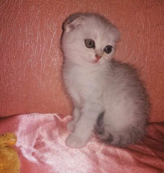 Шотландский кот