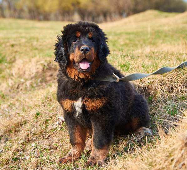 Щенки тибетского мастифа в Иркутске фото 15