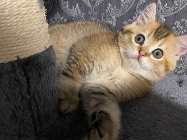 Добрый день друзья. Я продаю замечательных котят в фото 13