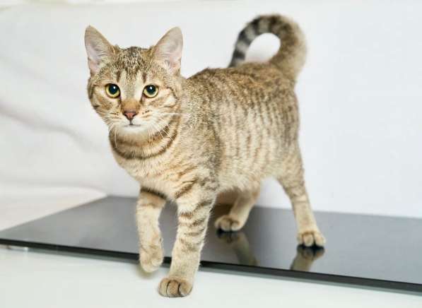 Котенок Лилу &ndash; золотистая полосатка в дар в Москве фото 5