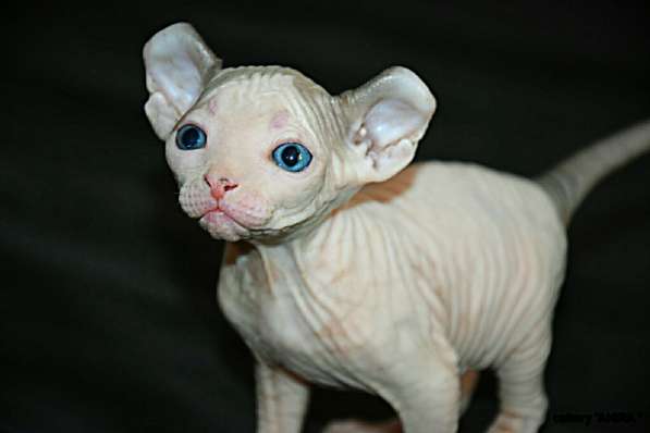 Чудо природы в Москве фото 3