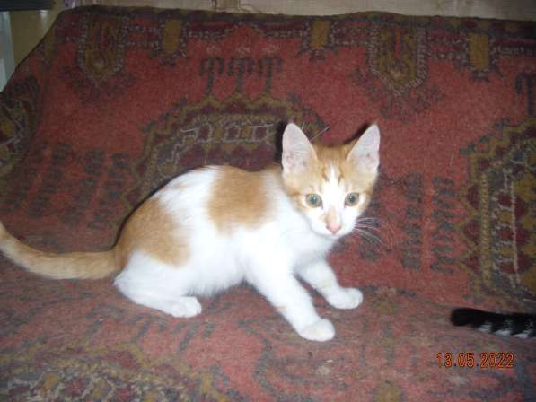 Котята в Севастополе фото 8