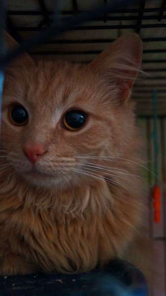 Котик в поиске дома в Москве фото 11